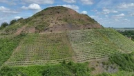 L'étonnante reconversion des terrils, vestiges de l'histoire minière du Pas-de-Calais, qui abritent désormais des vignes