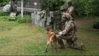 Usage des drones dans l’armée : comment former des chiens au guidage par drone