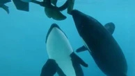 Jeux ou agressions ? Les orques défient les bateaux atlantiques