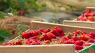 Consommation : fraises de France ou d'Espagne, qui l'emporte ?
