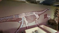 Ornithomimosaures, Turiasaurus… Les dinosaures dévoilent leurs secrets au Muséum national d'Histoire naturelle