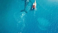 "La baleine et le musicien"
