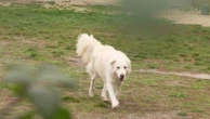 "Les maîtres disent souvent : 'il est gentil" : avec 250 000 morsures de chiens recensées par an, la tension s'installe entre promeneurs et propriétaires