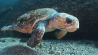 Biodiversité : comment l'île de Zakynthos tente de concilier préservation des tortues et tourisme
