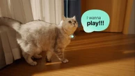 "Tout le monde rêve d'avoir une conversation avec son chat" : un collier connecté permet-il désormais de dialoguer avec son animal de compagnie ?