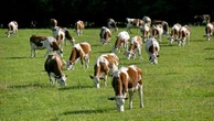 Dermatose nodulaire contagieuse bovine : abattage des foyers infectés, vaccination, les acteurs du sanitaire approuvent la stratégie de lutte gouvernementale