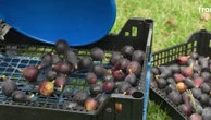 Quand une entreprise fait la cueillette de fruits chez les particuliers pour produire des confiseries