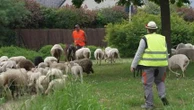 Des troupeaux au pied des immeubles, la campagne s’invite en pleine ville