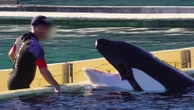 "C'est extrêmement dangereux pour les animaux" : le Marineland ouvre ses portes pour alerter sur l'urgence de trouver un refuge pour ses deux orques et ses douze dauphins