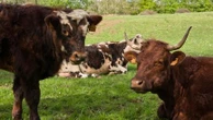 "Une vache, ça suffoque" : dans les élevages aussi, la chaleur devient difficile à supporter