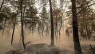 "Ce qui reste autour de nous, c’est ce paysage en noir et blanc" : au cœur de la désolation avec une agente de l’ONF, dans la forêt brûlée de Fontainebleau