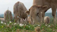"On n'a jamais été en sécheresse si tôt" : les éleveurs tentent de trouver des solutions au manque d'herbe pour leurs troupeaux