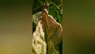 Pesticides : un retour qui fait polémique
