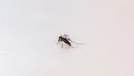 Les contaminations par le chikungunya grimpent encore dans l'Hexagone, la vigilance reste de mise, alertent les autorités sanitaires