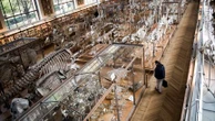 Une femme mise en examen pour le cambriolage au Museum d'Histoire naturelle à Paris
