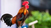 C'est mon affaire. Bruits des animaux à la campagne : quels sont mes droits ?