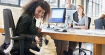 Was Sie als Besitzer eines Büro-Hunds wissen müssen