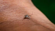 C’è un caso di Chikungunya. Scattano le disinfestazioni in città