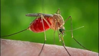 “Sua figlia ha il West Nile, servono 5mila euro per curarla”. Truffa ai danni di un anziano a Pavia