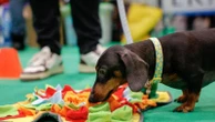 A Quattrozampeinfiera l'iniziativa solidale #usatopet: cucce e ciotole da donare al canile di Milano