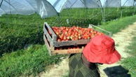 StraBerry, il fondatore rischia nuovo processo: “Chiese a un teste di mentire in cambio del lavoro”
