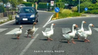 Sulle strisce pedonali come i Beatles: lo scatto dell’attraversamento oche al lago del Segrino