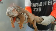 Un’iguana di oltre un metro in casa senza documenti: a Como sequestro e multa di 40mila euro