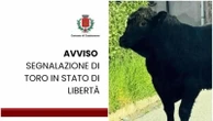 Toro in fuga dal macello a Monza: anche i droni in campo per ritrovarlo