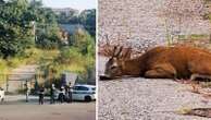 Il giallo del capriolo scomparso dopo il salvataggio nel Naviglio Grande: a Corsico ricerche con i droni per metterlo in sicurezza