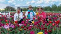 Riaprono i campi di tulipani lombardi: dal Milanese a Lodi, dalla Brianza alla Bergamasca, quando sarà possibile immergersi tra i fiori