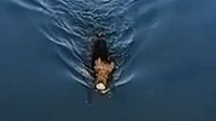 Una gabbia per catturare il cinghiale sparito nei sotterranei dei Navigli