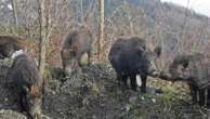 I cinghiali circondano la loro tenda nel bosco: tanto spavento per due escursionisti che volevano vedere l’alba sul monte Cornizzolo