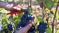 Frode all'Ue, la Corte dei conti sequestra due milioni all'Unione italiana vini
