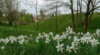 La meraviglia della fioritura dei narcisi in Valcava