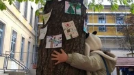 Scuola elementare via Brunacci, arriva lo stop al taglio degli alberi