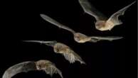 Notte con i pipistrelli: la Bat Night in una riserva del Mantovano