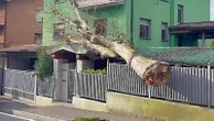 Il vento forte sradica un grosso albero: il tronco si abbatte sull’ingresso di una palazzina