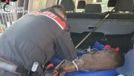 Trova un capriolo ferito nel giardino di casa e chiama i carabinieri: il salvataggio nel Mantovano