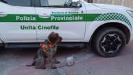 Missione compiuta per Sole, il cane antiveleni della polizia provinciale di Brescia: libera il parco dai bocconi pericolosi