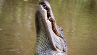 L’incubo dei 20 giorni nell’Alligator Alcatraz: il “migrante irregolare” italiano è tornato a casa