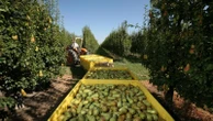 Solo cibo made in Europe nelle scuole. La proposta della commissione per sostenere l’agricoltura Ue