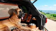 Viaggiare in auto con cani e gatti. Ecco gli ultimi gadget per farli stare comodi e sicuri
