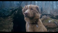 “Good boy”, ovvero l’horror attraverso lo sguardo di un cane: “Si è divertito molto, ora è una star”
