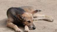 “Vietato sfamare cani e gatti”: l’ordinanza nel maceratese. L’Oipa: “Faremo ricorso al Tar”. I Carabinieri Forestali: “Ogni anno abbandonati 130 mila cani e gatti” 