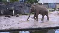 Mondiali, Germania-Curacao: l'elefante indovino Tarak e la vittoria "schiacciante" dei tedeschi