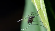 West Nile, primo caso umano del 2026 in Veneto: il virus torna a circolare nel veronese