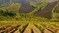 Laboratorio vino: le Marche e la svolta biologica