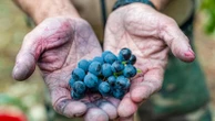 Dal vigneto al set, al calice analcolico: il vino si racconta e si reinventa a Identità Golose