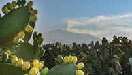 Fico d’India, campione di benessere e star del RiminiWellness