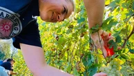 Nascetta Day, un giorno per scoprire il bianco autoctono delle Langhe